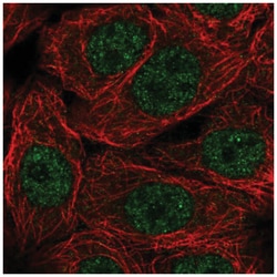 NXT1 Antibody, Novus Biologicals:Antibodies:Primary Antibodies