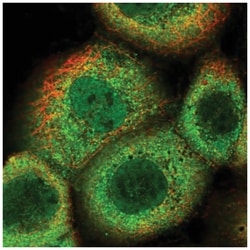 OAS2 Antibody, Novus Biologicals 100&mu;L; Unlabeled:Antibodies, Polyclonal