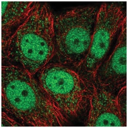 OAZ3 Antibody, Novus Biologicals:Antibodies:Primary Antibodies