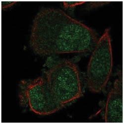 OBFC2A Antibody, Novus Biologicals:Antibodies:Primary Antibodies