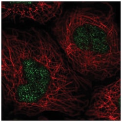 OBFC2A Antibody, Novus Biologicals:Antibodies:Primary Antibodies