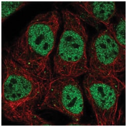 OCT1 Antibody, Novus Biologicals:Antibodies:Primary Antibodies