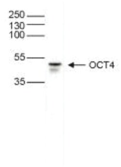 OCT4 Antibody, Novus Biologicals 50&mu;g; Unlabeled:Antibodies, Polyclonal