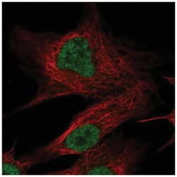 Olfactomedin-2/Noelin-2 Antibody, Novus Biologicals:Antibodies:Primary