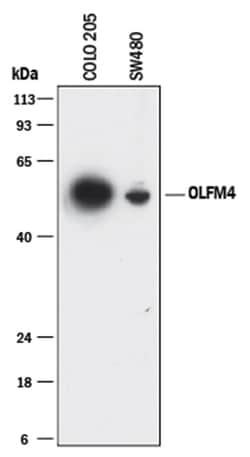 Human Olfactomedin-4/OLFM4 Antibody, R D Systems 100&mu;g; Unlabeled:Antibodies,