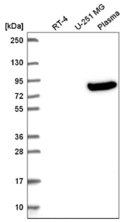OLFML2B Antibody, Novus Biologicals 25 &mu;L, Unlabeled:Antibodies, Polyclonal