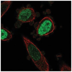 ONECUT3 Antibody, Novus Biologicals 100&mu;L; Unlabeled:Antibodies, Polyclonal