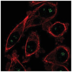 OPLAH Antibody, Novus Biologicals:Antibodies:Primary Antibodies