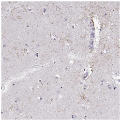Opsin 5 Antibody, Novus Biologicals 100&mu;L; Unlabeled:Antibodies, Polyclonal