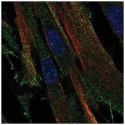 OR2C3 Antibody, Novus Biologicals 25 &mu;L, Unlabeled:Antibodies, Polyclonal