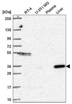 Orai1 Antibody, Novus Biologicals:Antibodies:Primary Antibodies