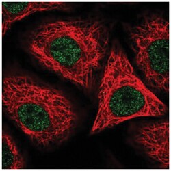 Orai2 Antibody, Novus Biologicals 100&mu;L; Unlabeled:Antibodies, Polyclonal