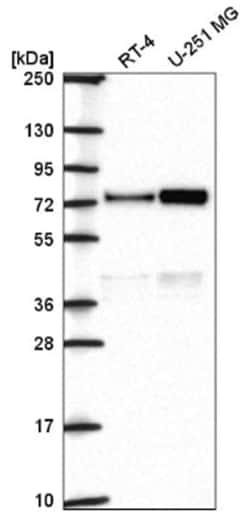 Orc2 Antibody, Novus Biologicals 100&mu;L; Unlabeled:Antibodies, Polyclonal