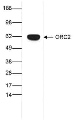 Orc2 Antibody (C.15200198), Novus Biologicals 50&mu;g; Unlabeled:Antibodies,