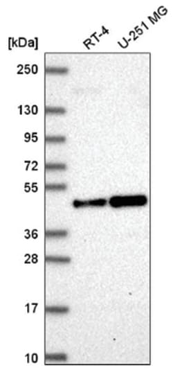 ORC4L Antibody, Novus Biologicals 100&mu;L; Unlabeled:Antibodies, Polyclonal
