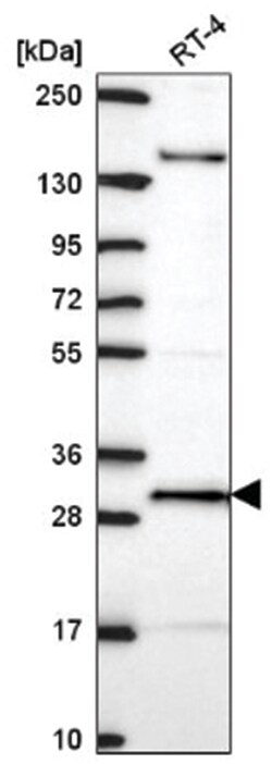 ORC6L Antibody, Novus Biologicals:Antibodies:Primary Antibodies