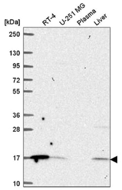 ORMDL1 Antibody, Novus Biologicals:Antibodies:Primary Antibodies
