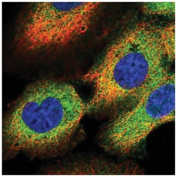 OSBPL3 Antibody, Novus Biologicals 25 &mu;L, Unlabeled:Antibodies, Polyclonal