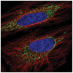OSBPL5 Antibody, Novus Biologicals 100&mu;L; Unlabeled:Antibodies, Polyclonal
