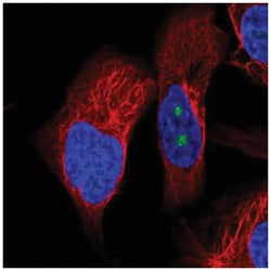 OSGIN2 Antibody, Novus Biologicals:Antibodies:Primary Antibodies