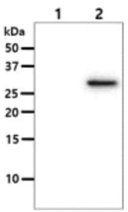 OSTF1 Mouse anti-Human, Clone: 9G4, Novus Biologicals:Antibodies:Primary