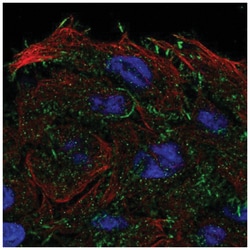 OXGR1/GPR80/P2Y15 Antibody, Novus Biologicals 100&mu;L; Unlabeled:Antibodies,