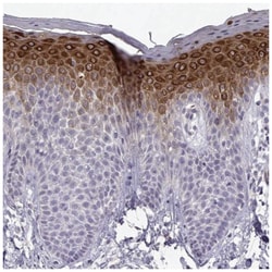 P11 Antibody, Novus Biologicals 25 &mu;L:Antibodies, Polyclonal