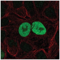 p21/CIP1/CDKN1A Antibody, Novus Biologicals 100&mu;L; Unlabeled:Antibodies,