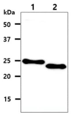p27/Kip1 Mouse anti-Human, Mouse, Clone: 7B9, Novus Biologicals:Antibodies:Primary