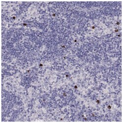 P2Y10/P2RY10 Antibody, Novus Biologicals 100&mu;L; Unlabeled:Antibodies,