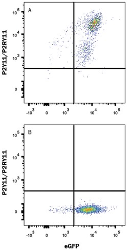 Human P2Y11/P2RY11 Alexa Fluor 647-conjugated Antibody, R D Systems 25