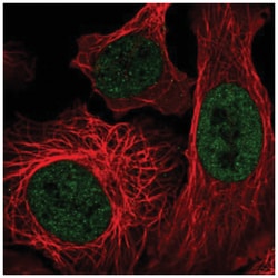p400 Antibody, Novus Biologicals 25 &mu;L:Antibodies, Polyclonal