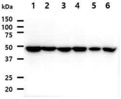 PA2G4/EBP1 Mouse anti-Human, Clone: 5.00E+07, Novus Biologicals:Antibodies:Primary