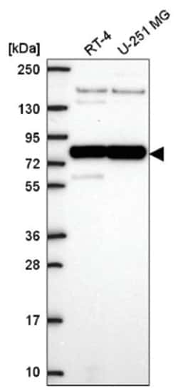 PABP Antibody, Novus Biologicals:Antibodies:Primary Antibodies