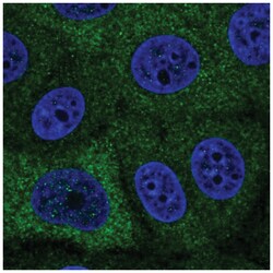 PABPC1L Antibody, Novus Biologicals:Antibodies:Primary Antibodies