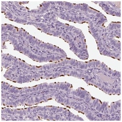 PACRG Antibody, Novus Biologicals 100μL; Unlabeled:Antibodies, Polyclonal