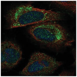PACS2 Antibody, Novus Biologicals:Antibodies:Primary Antibodies
