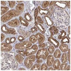 PACSIN2 Antibody, Novus Biologicals:Antibodies:Primary Antibodies