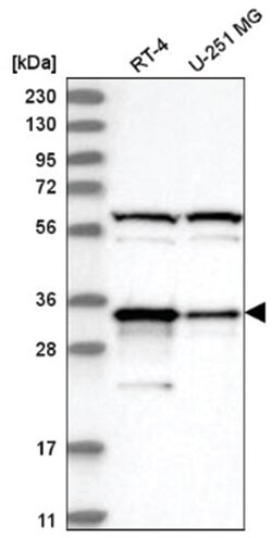 PACT Antibody, Novus Biologicals:Antibodies:Primary Antibodies