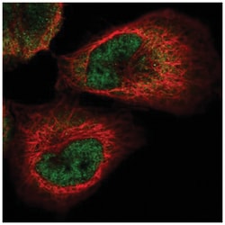 PACT Antibody, Novus Biologicals 100&mu;L; Unlabeled:Antibodies, Polyclonal