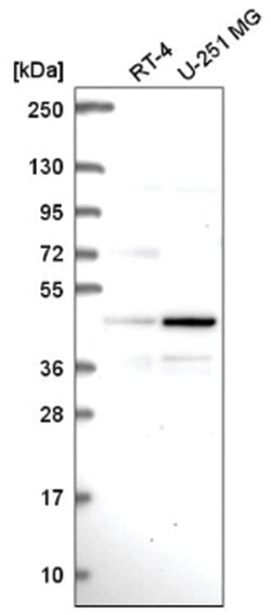 PAG1 Rabbit anti-Human, Polyclonal, Novus Biologicals 100&mu;L; Unlabeled:Antibodies,