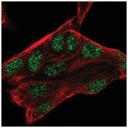 PAG608 Antibody, Novus Biologicals 100&mu;L; Unlabeled:Antibodies, Polyclonal