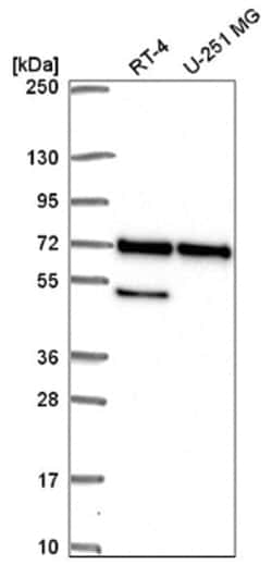 PAK4 Antibody, Novus Biologicals 25 &mu;L, Unlabeled:Antibodies, Polyclonal