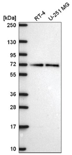 PAK4 Antibody, Novus Biologicals:Antibodies:Primary Antibodies