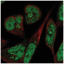 PANK3 Antibody, Novus Biologicals:Antibodies:Primary Antibodies