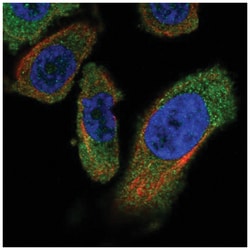 PANK4 Antibody, Novus Biologicals:Antibodies:Primary Antibodies