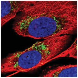 PAPD1 Antibody, Novus Biologicals:Antibodies:Primary Antibodies