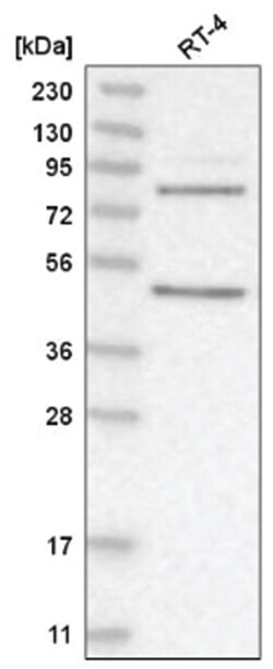 PAPOLG Antibody, Novus Biologicals:Antibodies:Primary Antibodies