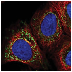 PAPSS2 Antibody, Novus Biologicals 25 &mu;L, Unlabeled:Antibodies, Polyclonal