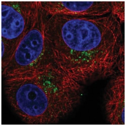 PAQR4 Antibody, Novus Biologicals 25 &mu;L, Unlabeled:Antibodies, Polyclonal